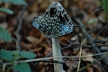 inkcaps, magpie inkcaps,-1
